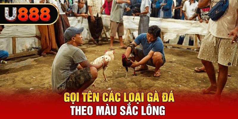 Gọi tên các loại gà đá theo màu sắc lông